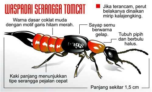 Detail Gambar Hewan Tomcat Nomer 29