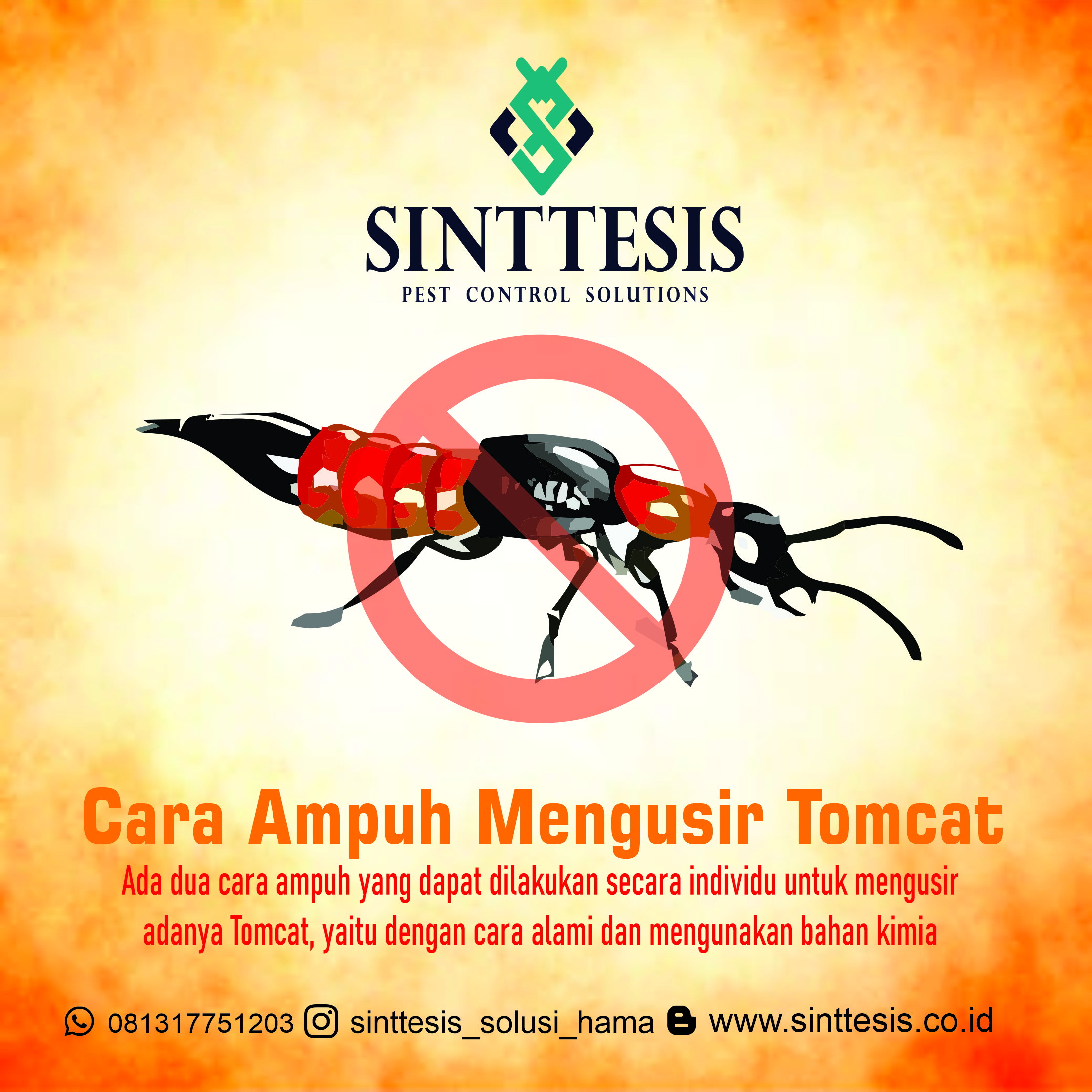 Detail Gambar Hewan Tomcat Nomer 34