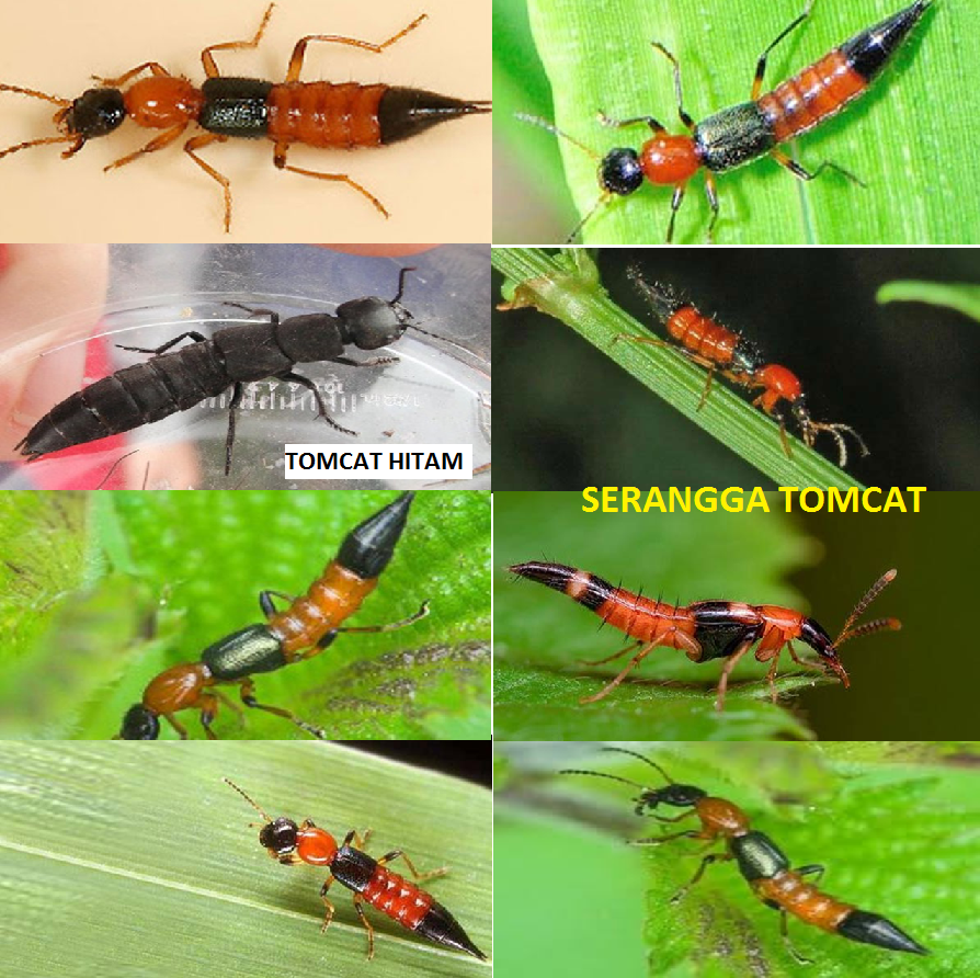 Detail Gambar Hewan Tomcat Nomer 40
