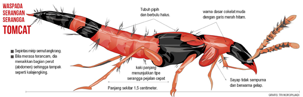 Detail Gambar Hewan Tomcat Nomer 41