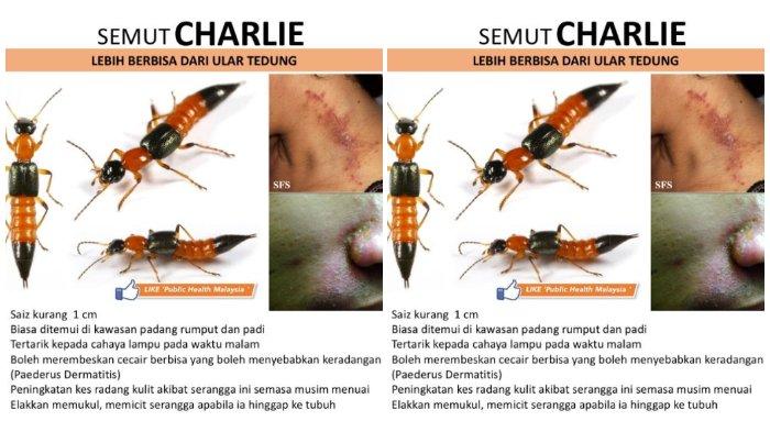 Detail Gambar Hewan Tomcat Nomer 6