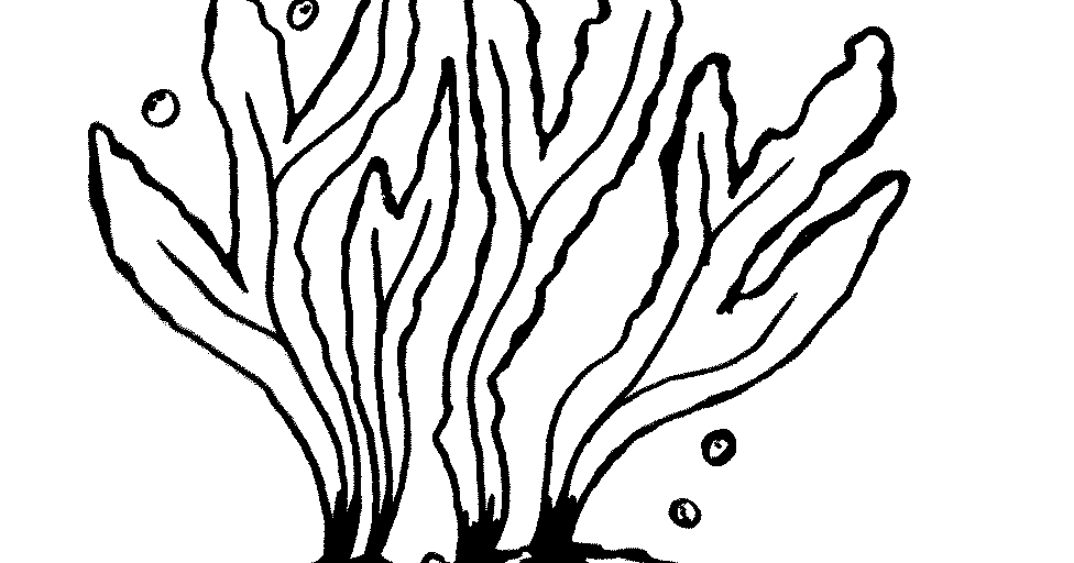 Detail Gambar Hewan Ubur Ubur Hitam Putih Nomer 14