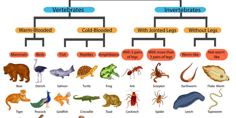 Detail Gambar Hewan Vertebrata Nomer 12