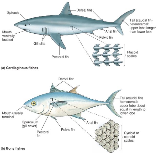 Detail Gambar Hewan Vertebrata Nomer 32