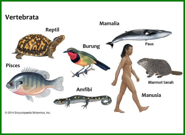 Detail Gambar Hewan Vertebrata Nomer 5