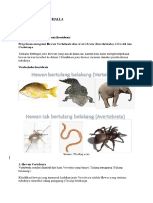 Detail Gambar Hewan Vertebrata Dan Invertebrata Nomer 13