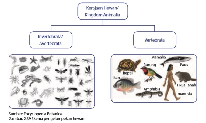 Detail Gambar Hewan Vertebrata Dan Invertebrata Nomer 28