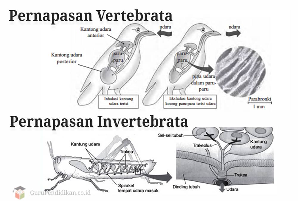 Detail Gambar Hewan Vertebrata Dan Invertebrata Nomer 35