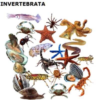 Detail Gambar Hewan Vertebrata Dan Invertebrata Nomer 42