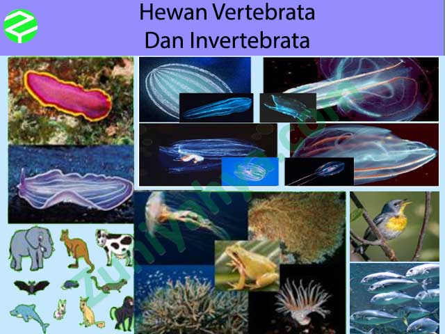 Detail Gambar Hewan Vertebrata Dan Invertebrata Nomer 45