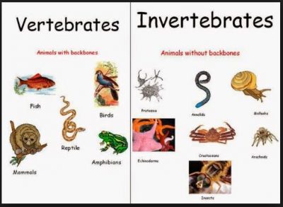 Detail Gambar Hewan Vertebrata Dan Invertebrata Nomer 5