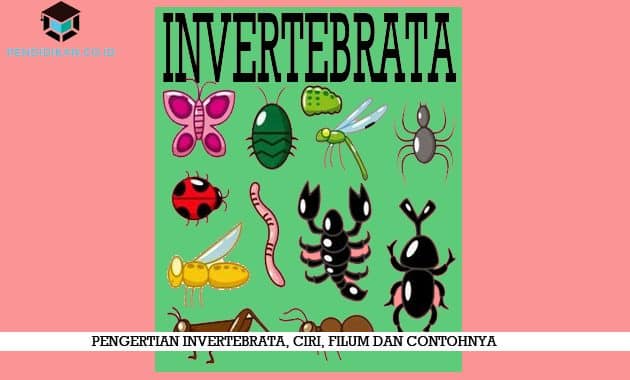 Detail Gambar Hewan Vertebrata Dan Invertebrata Nomer 47