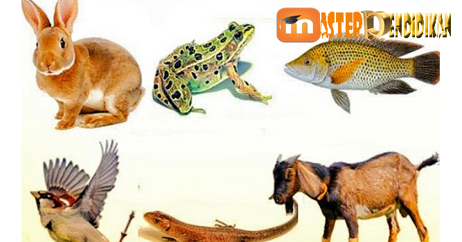 Detail Gambar Hewan Vertebrata Dan Invertebrata Nomer 6