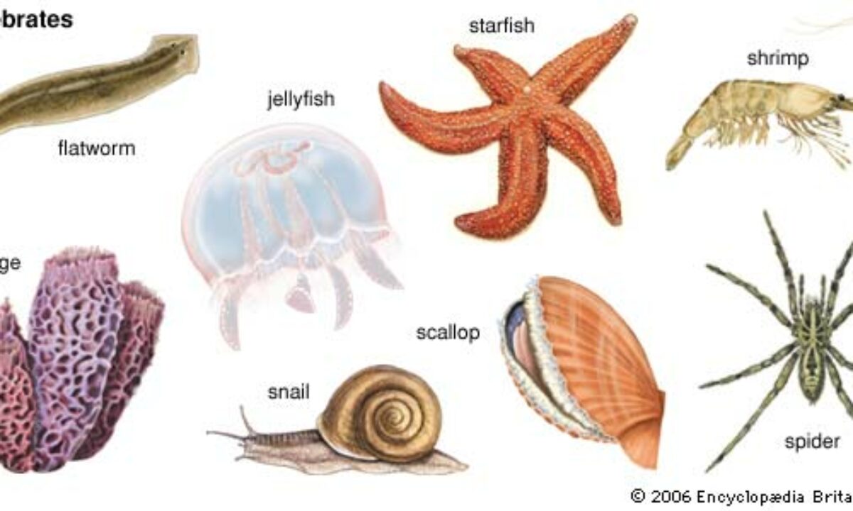 Detail Gambar Hewan Vertebrata Dan Invertebrata Nomer 7