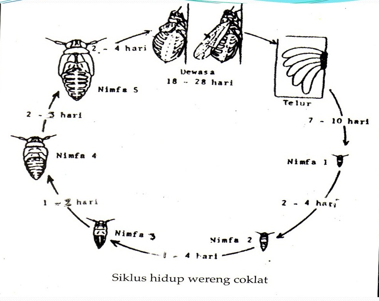 Detail Gambar Hewan Wereng Cokelat Nomer 29