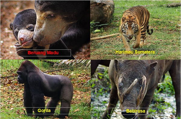 Detail Gambar Hewan Yang Ada Di Kebun Binatang Nomer 19