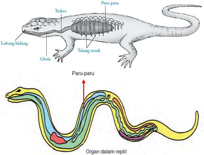 Detail Gambar Hewan Yang Bernafas Dengan Paru Paru Nomer 17