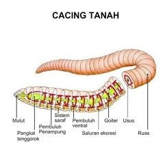 Detail Gambar Hewan Yang Bernafas Dengan Paru Paru Nomer 53