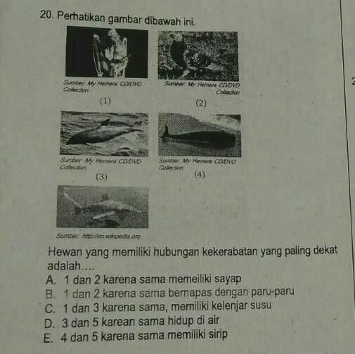 Detail Gambar Hewan Yang Mempunyai Kelenjar Susu Nomer 23