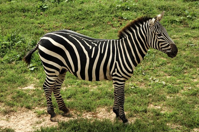 Download Gambar Hewan Zebra Nomer 1