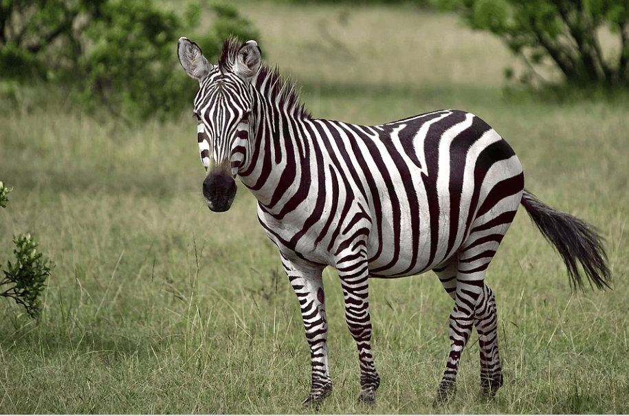 Detail Gambar Hewan Zebra Nomer 10
