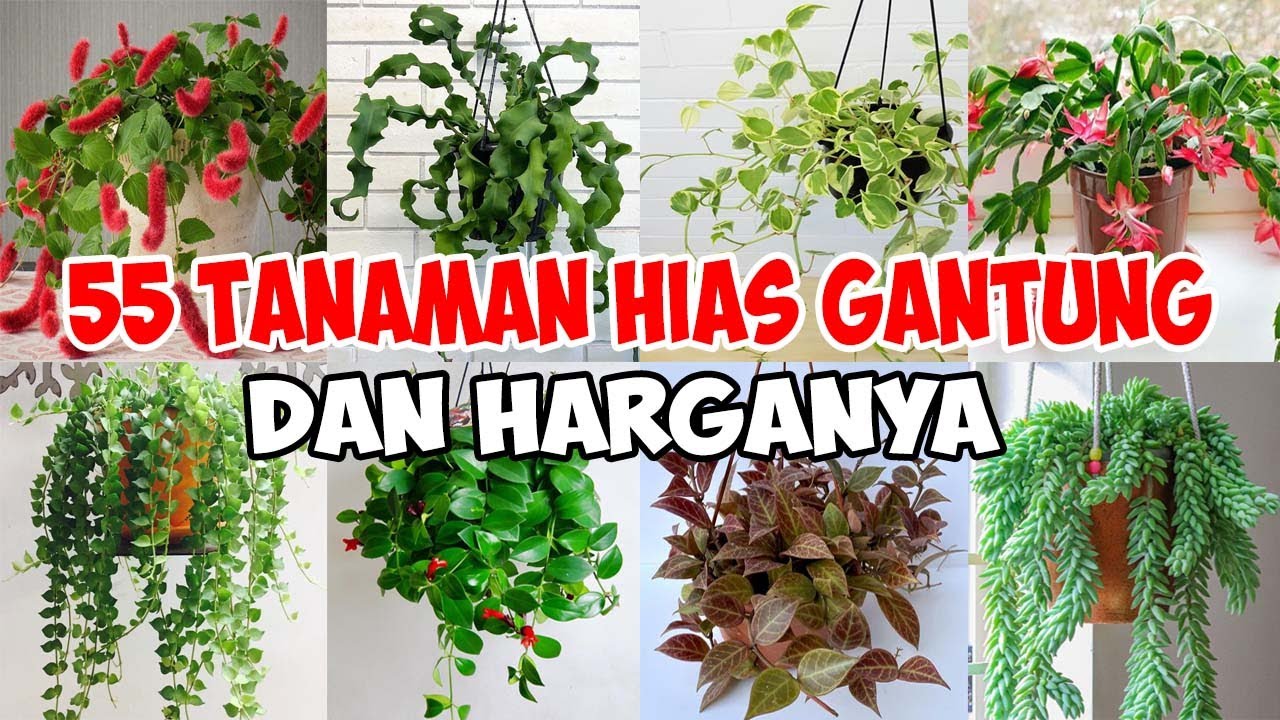 Detail Gambar Hiasan Bunga Gantung Nomer 23