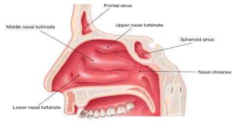 Detail Gambar Hidung Dan Fungsinya Nomer 11