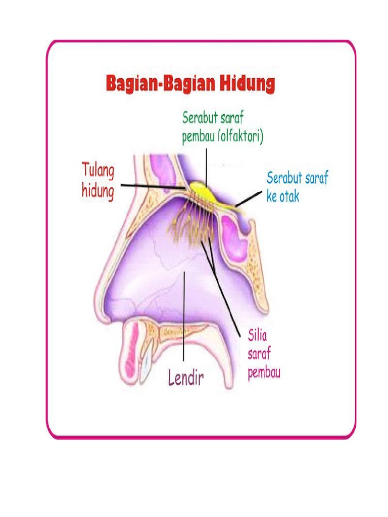 Detail Gambar Hidung Dan Fungsinya Nomer 14