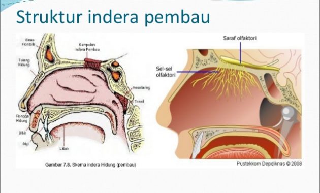 Detail Gambar Hidung Dan Fungsinya Nomer 16