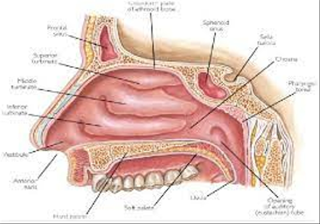 Detail Gambar Hidung Dan Fungsinya Nomer 2