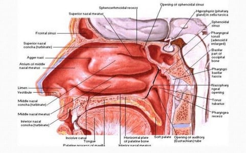 Detail Gambar Hidung Dan Fungsinya Nomer 22