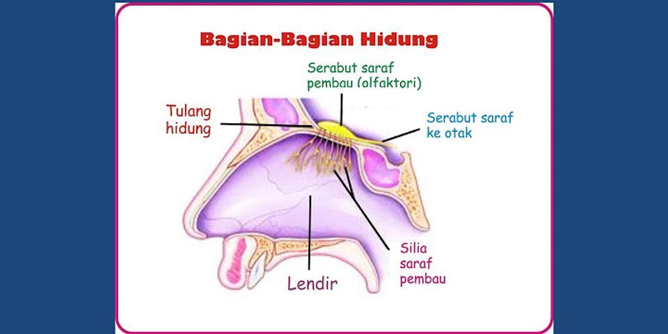 Detail Gambar Hidung Dan Fungsinya Nomer 30