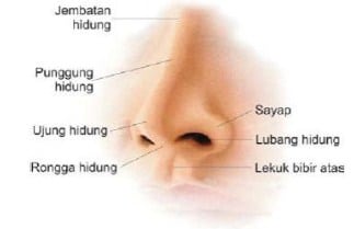 Detail Gambar Hidung Dan Fungsinya Nomer 31