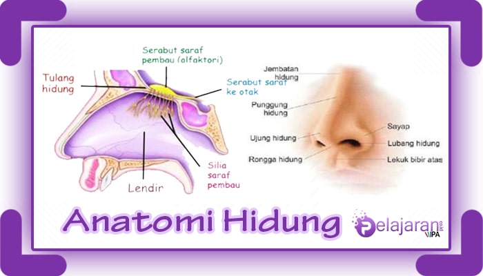 Detail Gambar Hidung Dan Fungsinya Nomer 4