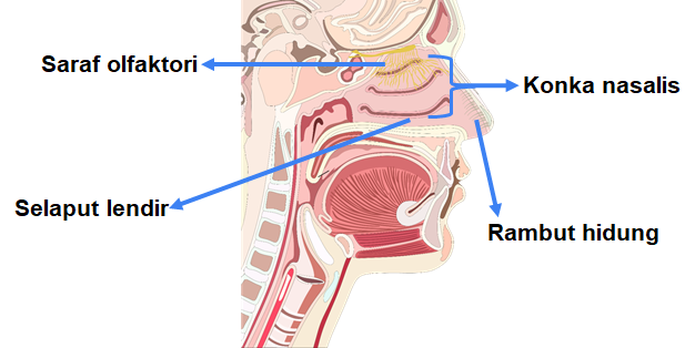 Detail Gambar Hidung Dan Fungsinya Nomer 38