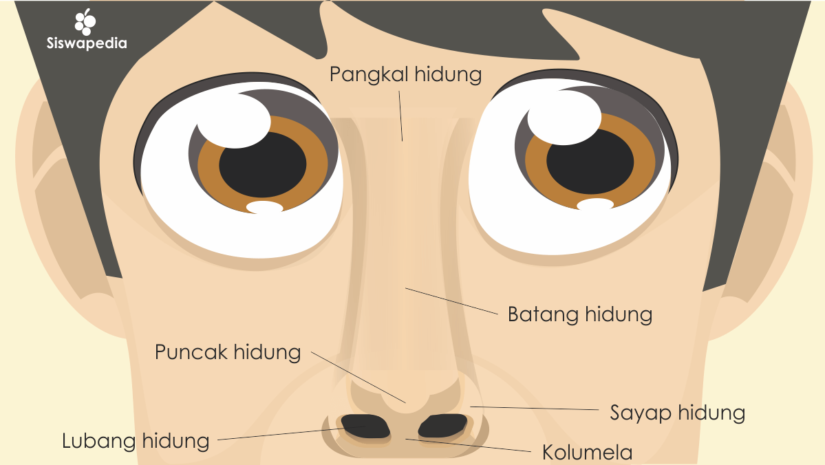 Detail Gambar Hidung Dan Fungsinya Nomer 43