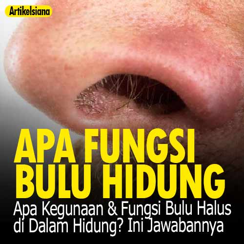 Detail Gambar Hidung Dan Fungsinya Nomer 48