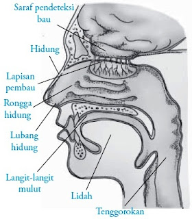 Detail Gambar Hidung Manusia Nomer 28