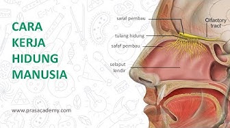 Detail Gambar Hidung Manusia Nomer 29