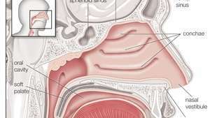 Detail Gambar Hidung Manusia Nomer 31