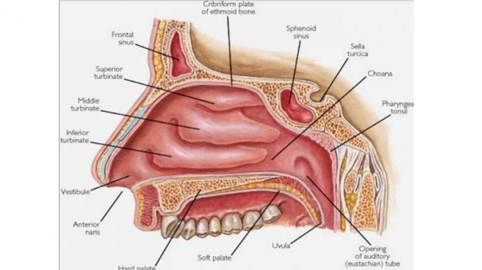 Download Gambar Hidung Manusia Nomer 4