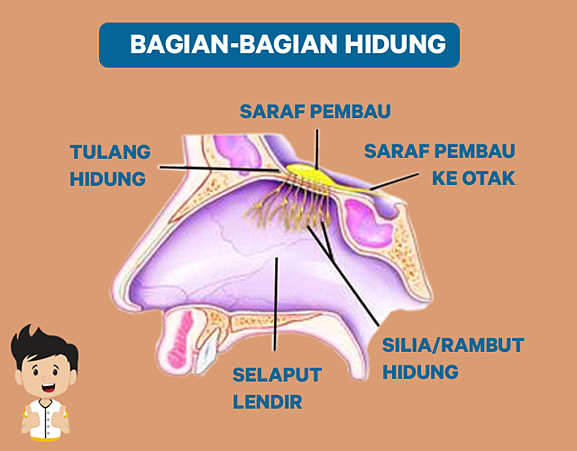 Detail Gambar Hidung Manusia Nomer 34