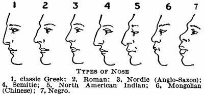 Detail Gambar Hidung Manusia Nomer 43