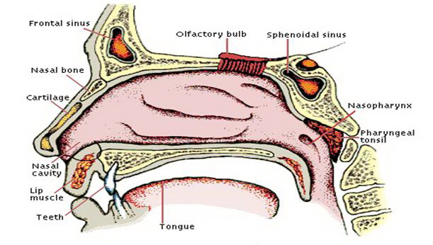 Detail Gambar Hidung Manusia Nomer 50