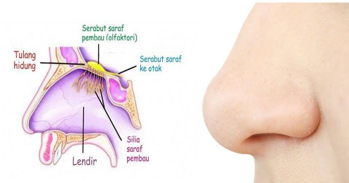 Detail Gambar Hidung Manusia Nomer 7