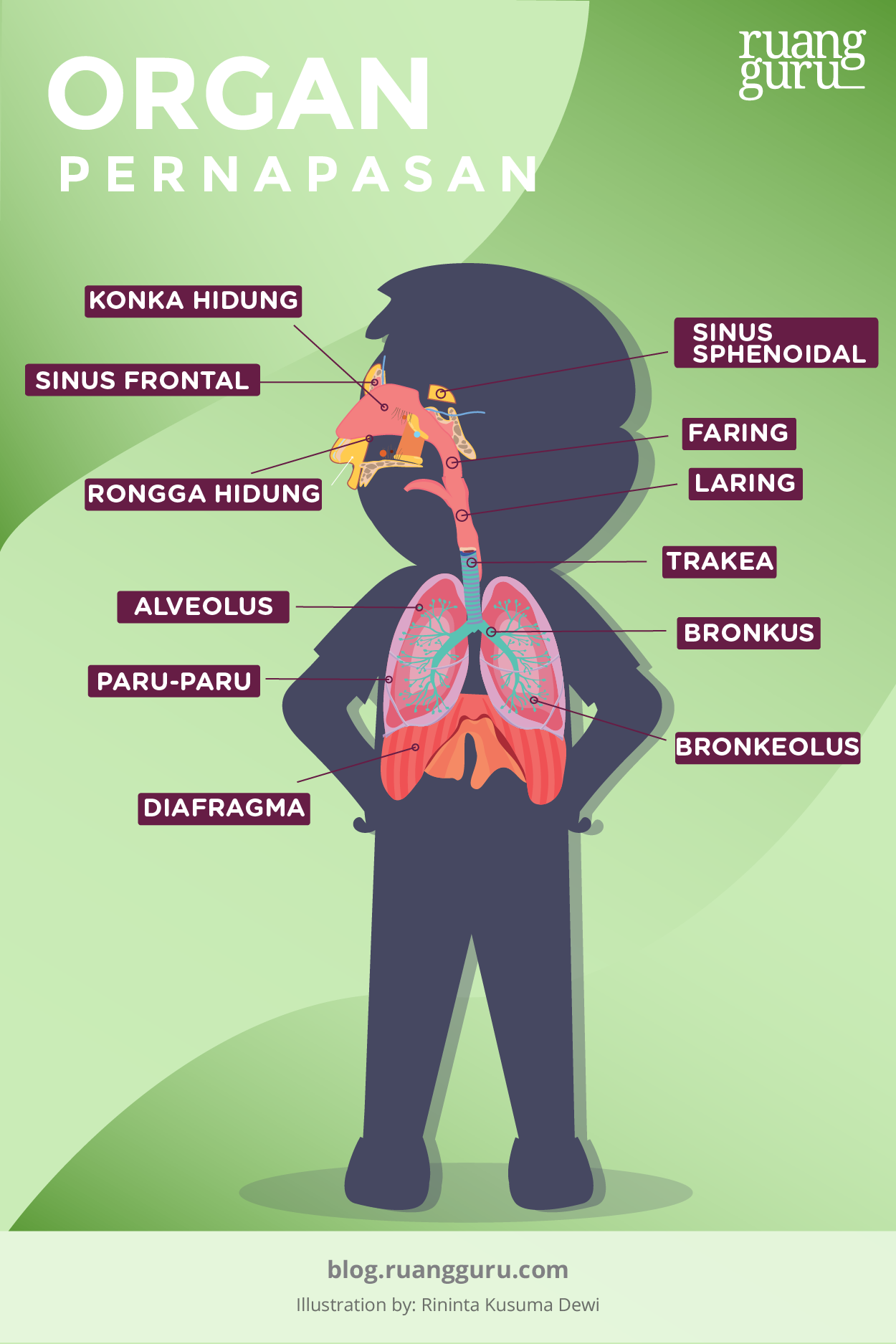 Detail Gambar Hidung Sistem Pernapsan Manusia Nomer 14