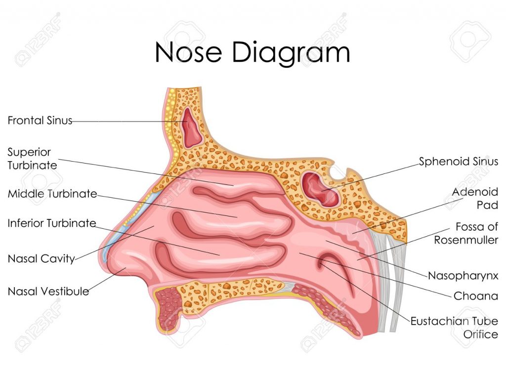 Detail Gambar Hidung Sistem Pernapsan Manusia Nomer 16