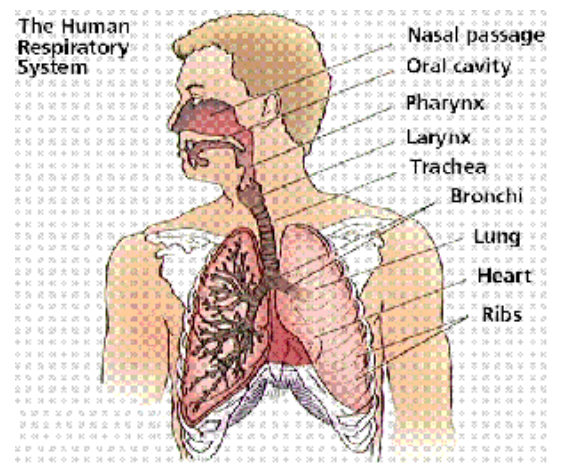 Detail Gambar Hidung Sistem Pernapsan Manusia Nomer 18