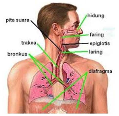 Detail Gambar Hidung Sistem Pernapsan Manusia Nomer 5