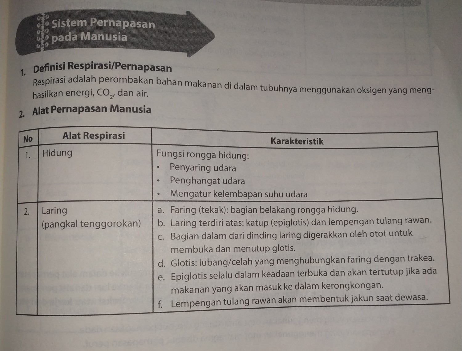 Detail Gambar Hidung Sistem Pernapsan Manusia Nomer 51